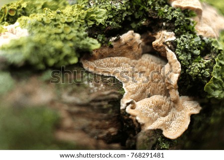green moss, mushrooms, forest