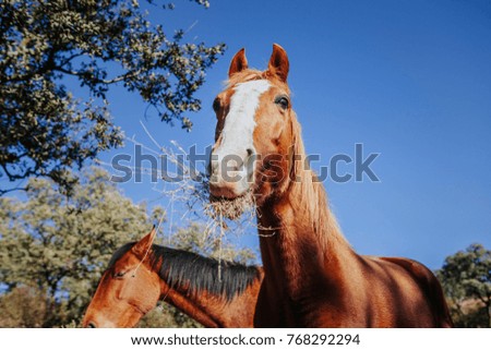 Close up portrait of cute brown horse eating grass with blue sky in the background.