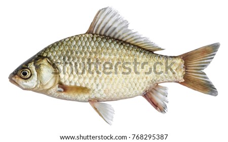 Isolated crucian carp, a kind of fish from the side. Live fish with flowing fins. River fish Royalty-Free Stock Photo #768295387