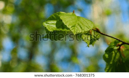 Nature background with birch branches and young bright leaves in front of day sun.