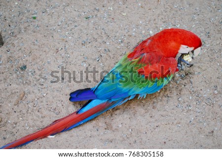 Colourful birds of Argentina, Iguazu National Park 