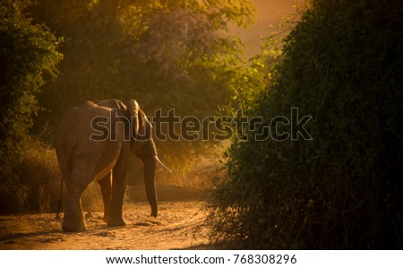 African elephant in morning light