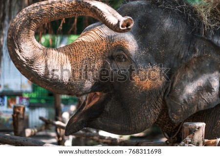 Young elephant in zoo. He had playful mood and ask for food
