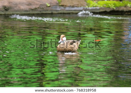 Ducks swimming, Water Birds White Swan