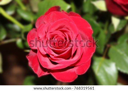 Rose Flower of Dark Red Color with Petals Close Up, Macro Image. Bouquet Single Flower Detail, One Natural Fresh Rose Isolated on Floral Themed Background. Romantic Gift Concept, Kenyan Rose Picture.