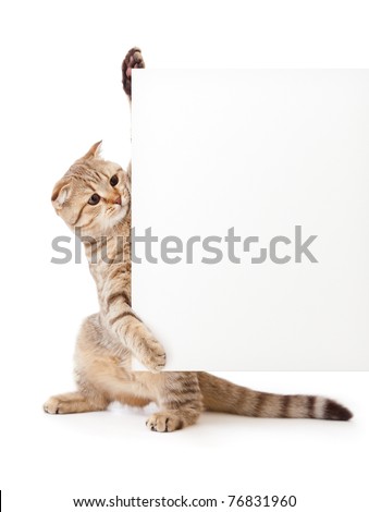 kitten isolated with placard or banner for your text