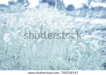 Grass flower on winter. Picture is winter style.