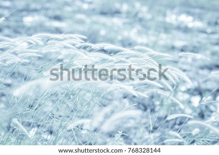 Grass flower on winter. Picture is winter style.
