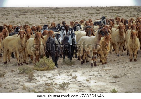 Flock of sheep grazing in the desert
