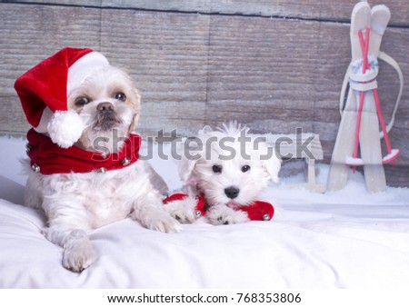 Two little white dogs with a Christmas hat and decoration, in a studio