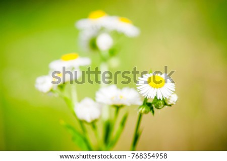 Closeup of a single sharply pictured fine-beam flower (lat: Erigeron annuus) in front of blurred imaged flowers of the same plant. Location: Bavaria / Germany in July 2016