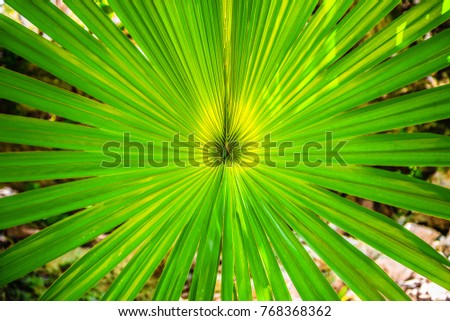Green palm leaf close-up
