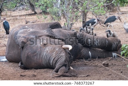 White-backed vultures and marabou storks eating the carcass of an elephant killed by lions, Chobe National Park, Botswana