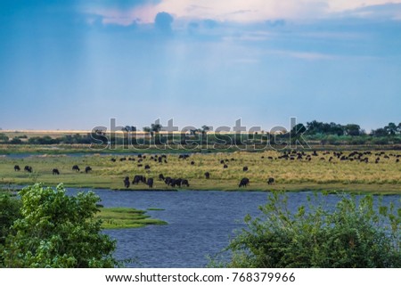 Herds of buffalo on the shores of the Chobe river, Chobe National Park, Botswana