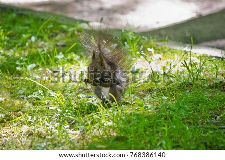 black squirrel closeup eating a nut  in the grass in nature