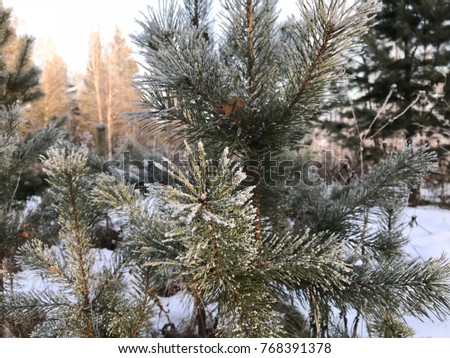green pine branch in winter frost needles cones
