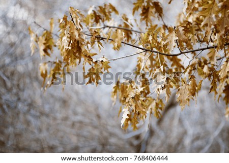 Brown, dry oak leaves hanging on the tree; empty branches in the background in this winter scene