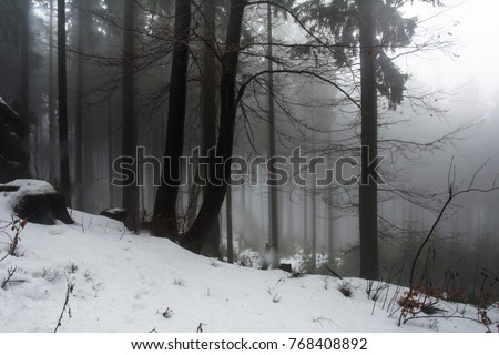 Forest near Vitkovice, Krkonose mountain, Czech Republic