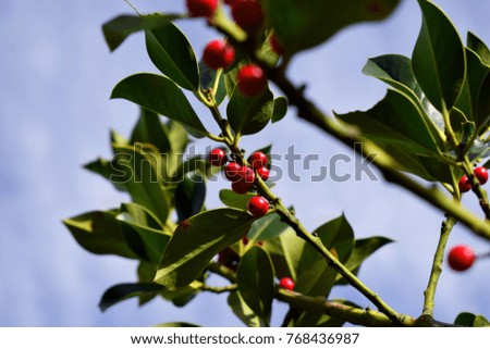 Red mistletoe branches 