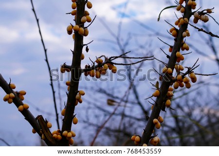 berries of sea-buckthorn against the sky