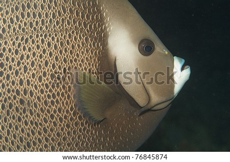 Close up Gray Angelfish, picture taken in south east Florida.