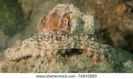 Common Octupus, picture taken in Palm Beach County, Florida.