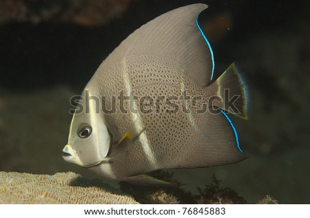 Juvenile Gray Angelfish, picture taken in south east Florida.