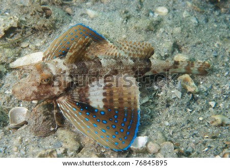 Blue Spotted Searobin- Prionotus roseus, picture taken in south east Florida