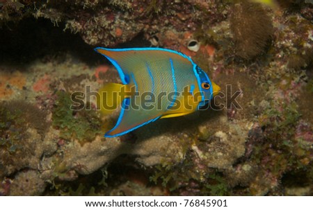Juvenile  Queen Angelfish, picture taken in south easat Florida.