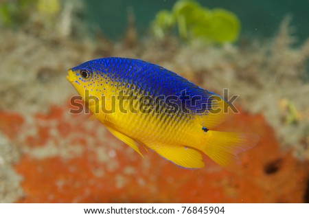 Juvenile Cocoa Damselfish, picture taken in south east Florida.