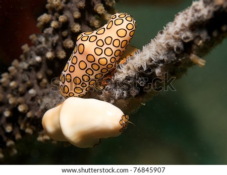 Flamingo's Tongue, picture taken in south east Florida.