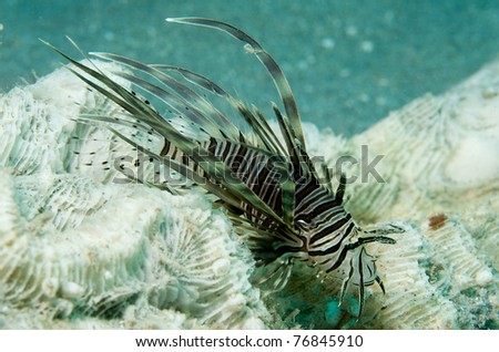 Juvenile Lionfish, picture taken in south east Florida.