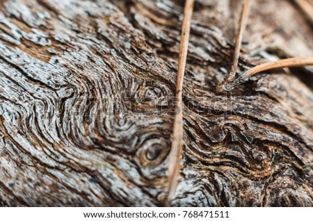 The texture of the old log, close up (background, texture). Shells, cones, macro.
