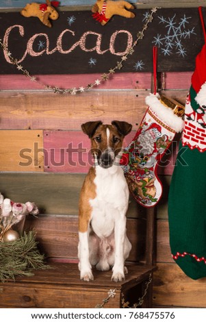 Fox terrier in christmas decorations near gift socks