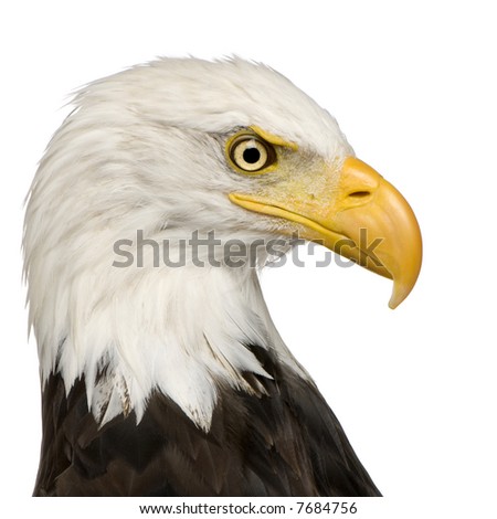 Bald Eagle (22 years) - Haliaeetus leucocephalus in front of a white background