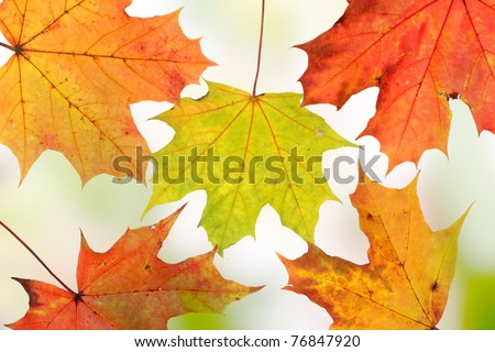 Autumn background - maple leafs close up