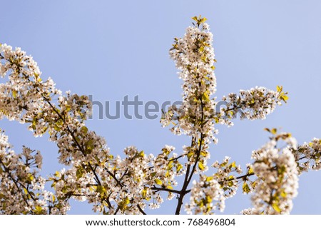 tree with white flowers in the spring on the blue background