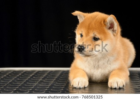 Shiba inu. Red dog sits on a black background. Japanese dog