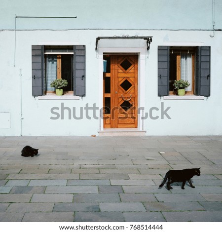 Two black cats are walking on the sidewalk, a blue house with vintage windows and a wooden door background.
