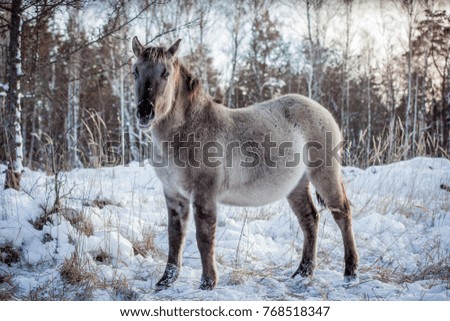 Horse of the breed Polish conic pose for portrait in winter against the background of snow