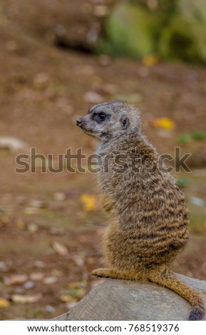 Earth Toned Fur on a  Meerkat  Standing Guard