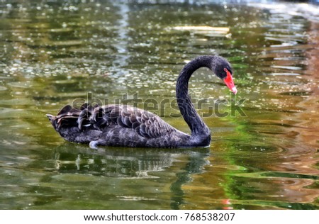 Gorgeous black swan on a lake. Beautiful landscape. 