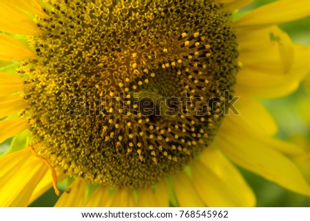 Little worm on sunflower
