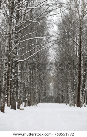 Winter snowy day in a beautiful at the edge of the forest