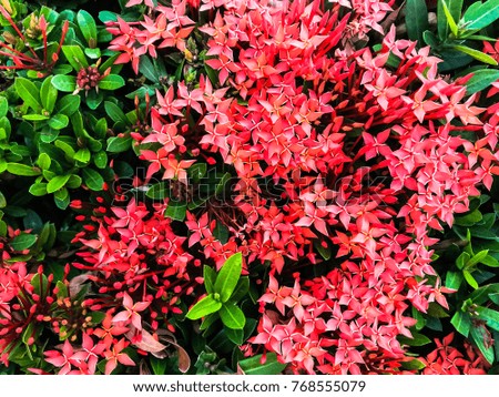 The group Red Ixora flowers
