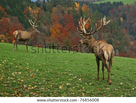 two majestic deer on autumn background