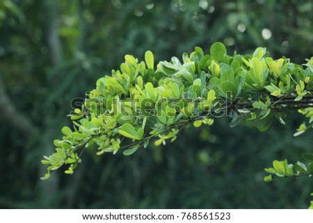 Small green leaves are arranged in layers. Reflected with morning sunshine, there is a bokeh.