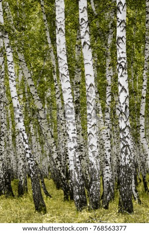 birch forest autumn landscape