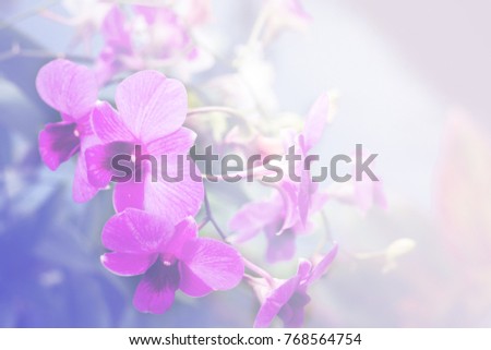 Orchid flower blooming soft pastel background