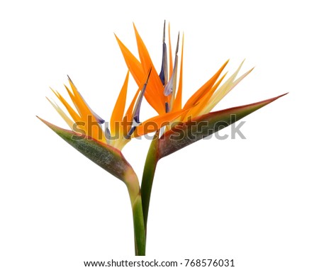 Bird of Paradise flower isolated on a white background Royalty-Free Stock Photo #768576031